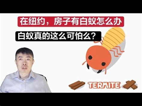 房子有白蟻怎麼辦